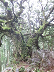 苔の生した木