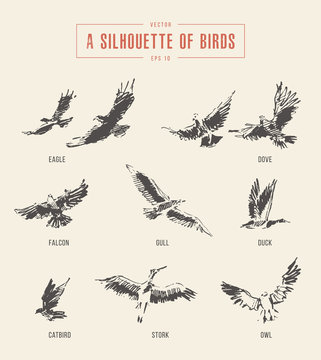 Silhouettes birds eagle owl drawn vector sketch