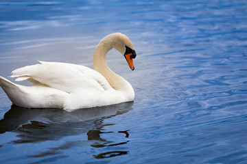 Obraz premium White Swan