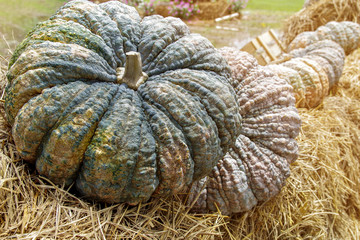 Close up pumpkin on hay bale, Autumn harvest and Thanksgiving background.