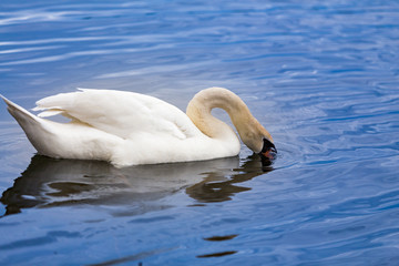 Obraz premium White Swan