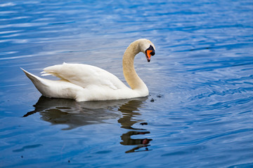 White Swan