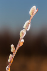 willow with buds in the spring