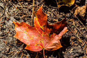 Autumn colors- Leaf