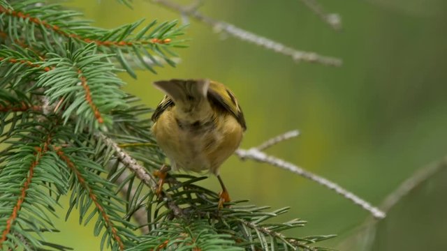 Goldcrest (Regulus regulus)