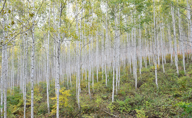 가을철 하얀 자작나무 숲