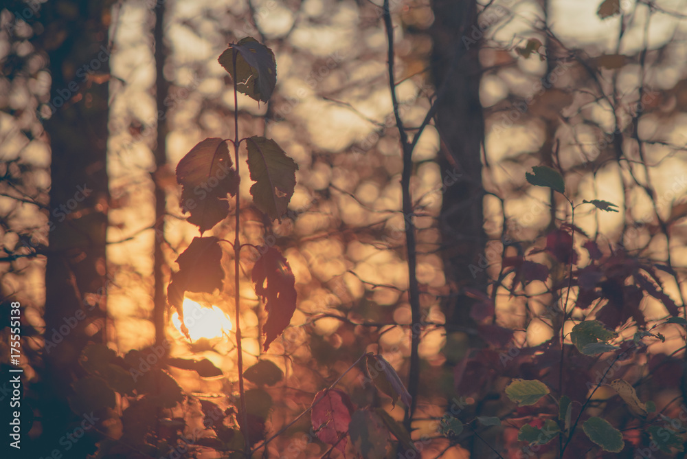 Wall mural Autumn Color Forest at Sunset