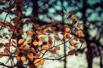 Vintage Look Fall Aspen Leaves