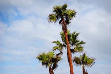 Fototapeta na wymiar palm trees in the sky with clouds