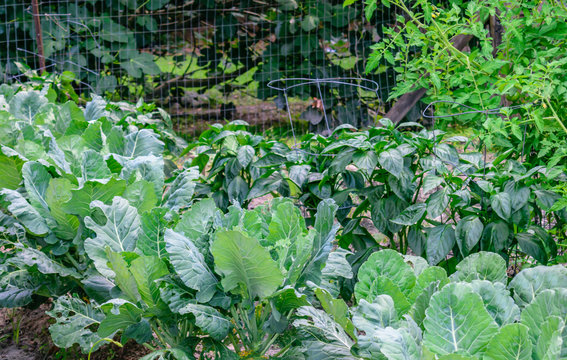 Southern Vegetable Garden