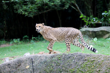 チーター