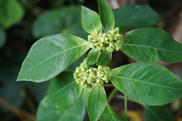 Painted spurge plant in nature garden