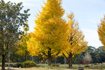 福岡県、小京都と言われる秋月の紅葉風景