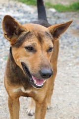 cute dog in nature garden