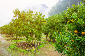 Fototapeta na wymiar Orange tree - Orange Farm in fang district at Chiang Mai, Thailand.Orange tree in a row.