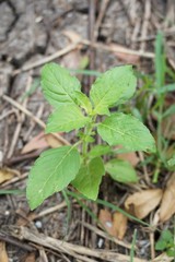 fresh green Ocimum tenuiflorum plant on the ground