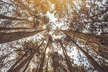 A beautiful forest landscape