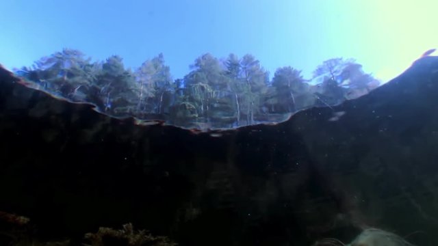 Reflection of forest and trees underwater. Relaxation and privacy. Amazing background for stock footage.