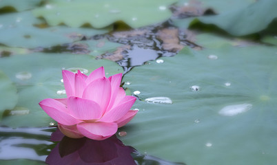 Close-up of lotus blooms in the lake in the morning calm. This is the flower of the Buddha and is useful for human food