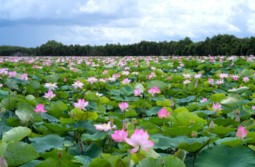 The panorama of lotus ponds in peaceful and quiet countryside. This is the flower of the Buddha and is useful for human food