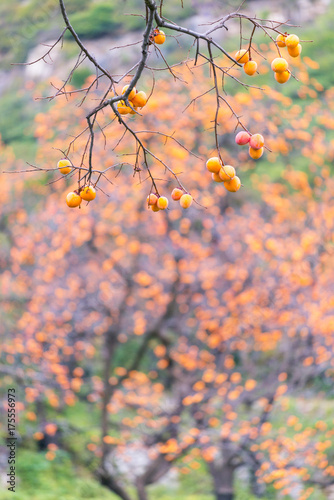 The Red Persimmon Stock Photo And Royalty Free Images On Fotolia The Red Persimmon