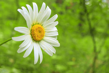 Fototapeta premium Daisy flower growing in a field