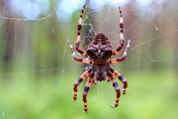 big brown spider on a spider web, forest, natural green background