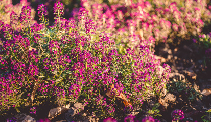 Colorful autumn in the city. Autumnal park flowers