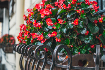 Colorful flower pot with red begonias. Colorful autumn in the city