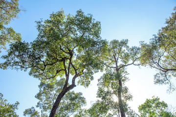 branch of tree with blue sky background.