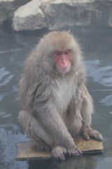 長野県　地獄谷野猿公苑の日本猿