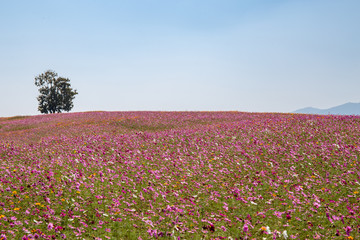 Fototapeta na wymiar Alone green tree with pink or violet poppies flower field on hill and mountain and blue sky.