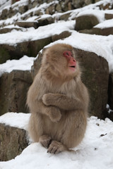 長野県　地獄谷野猿公苑の日本猿