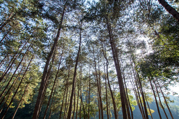 Pine tree with sunlight sunbeams or sunrays.