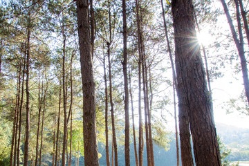 Fototapeta premium Pine tree with sunlight sunbeams or sunrays.