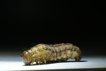 Little buddy 2