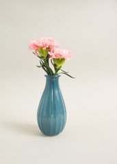 Pink Chrysanthemum