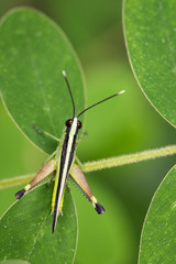 Image of sugarcane white-tipped locust grasshopper (Ceracris fasciata) on green leaves. Insect Animal. Caelifera., Acrididae