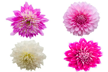 Flowers isolated on white background with clipping path by Macro lens .