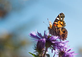 Painted Lady Butterfly (Vanessa cardui) on lavender asters lit up by the sun, against a background of blue sky