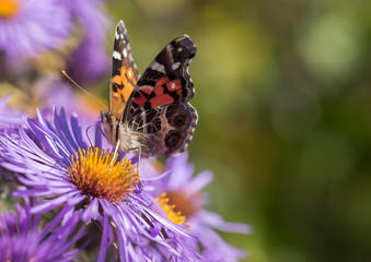 Painted Lady Butterfly (Vanessa cardui) on Autumn purple asters