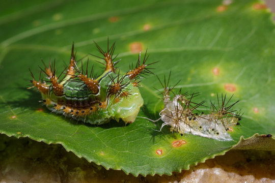 Image of Stinging Nettle Slug Caterpillar (Cup Moth, Limacodidae) "Green Marauder" on green leaves. Insect Animal.