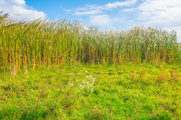 Obraz premium Flowers in a field below a blue cloudy sky in autumn