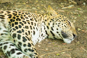 Fototapeta na wymiar Sleeping leopard.