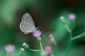 Tiny Grass Blue butterfly on pink flower grass,selective focus