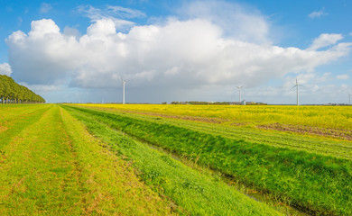 Sunlit field with yellow rapeseed below a blue cloudy sky