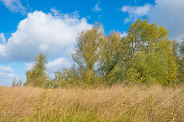 Fototapeta na wymiar Trees in a field in autumn colors below a blue cloudy sky 