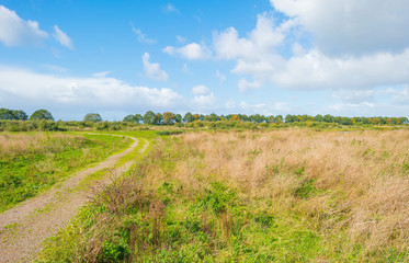 Fototapeta na wymiar Sunlit field with plants below a blue cloudy sky in autumn
