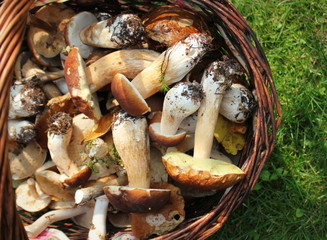 Basket full of fresh boletus mushrooms in forest. Top view