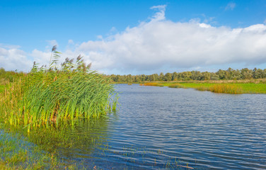 Shore of a lake in stormy weather in autumn